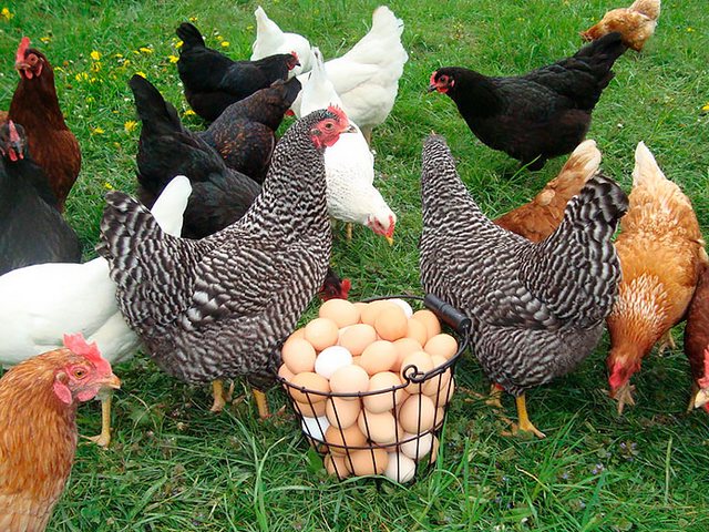 Содержание кур и уход за ними | ЗооТом - продажа, вязка и услуги для животных в Костомукше