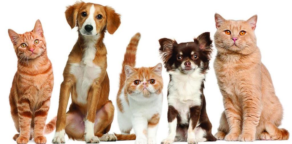 Доска объявлений о животных | ЗооТом - продажа, вязка и услуги для животных в Костомукше