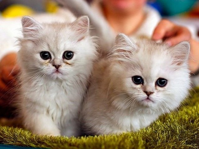 Породы кошек в Костомукше | ЗооТом портал о животных