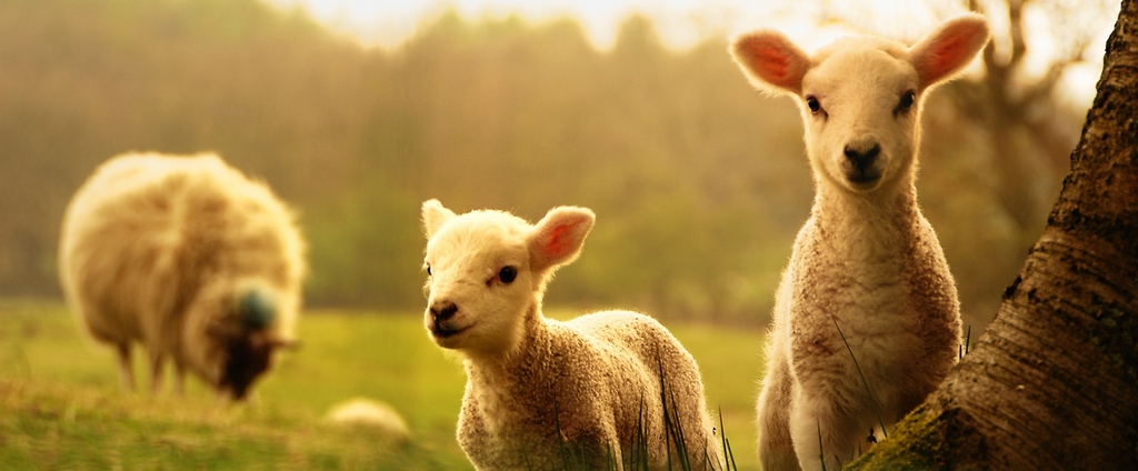 Объявления о сельскохозяйственных животных | ЗооТом - продажа, вязка и услуги для животных в Костомукше