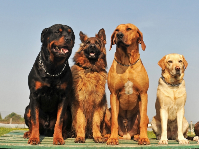 Крупные породы собак в Костомукше | ЗооТом портал о животных