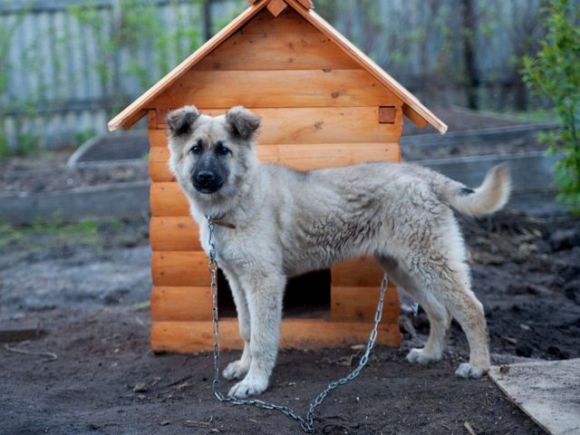 Все о собаках в Костомукше Все о собаках в Костомукше